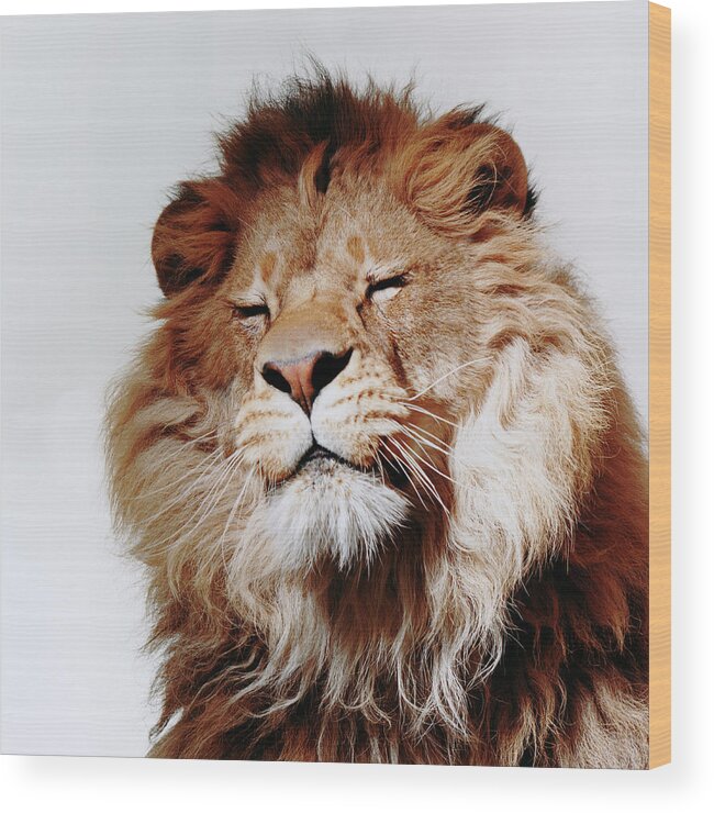 White Background Wood Print featuring the photograph Lion With Eyes Closed by Gk Hart/vicky Hart