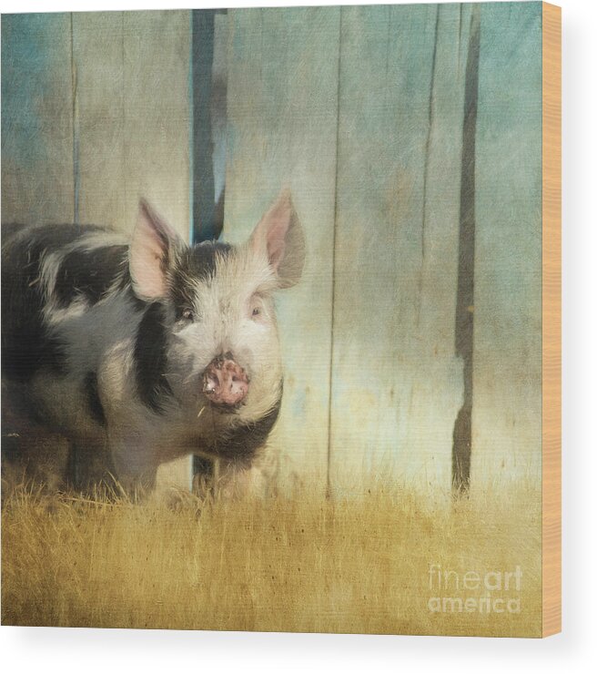 Pig Wood Print featuring the photograph Little piglet by Priska Wettstein