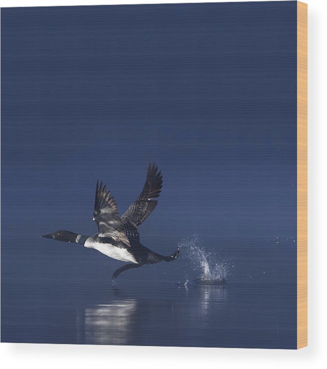 Common Wood Print featuring the photograph Loon Flight - Common Loon by Jim Cumming