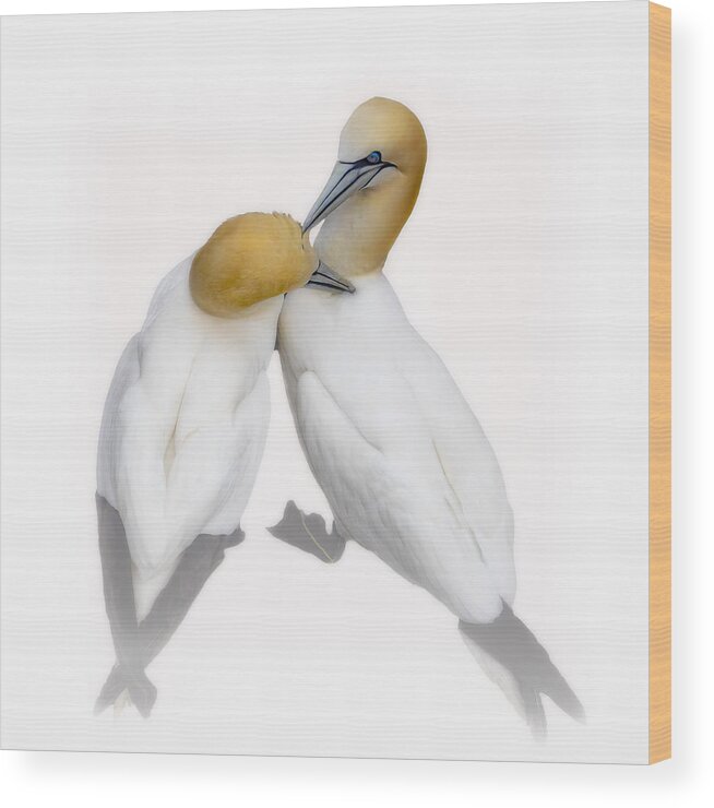 Gannets Wood Print featuring the photograph Love In The Air 2 by Molly Fu