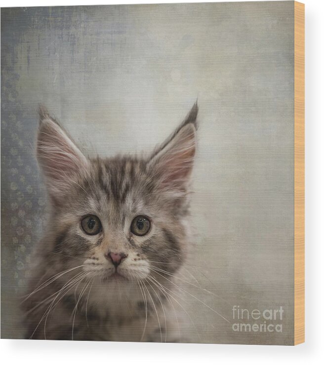 Maine Coon Wood Print featuring the photograph Maine Coon Kitten by Eva Lechner