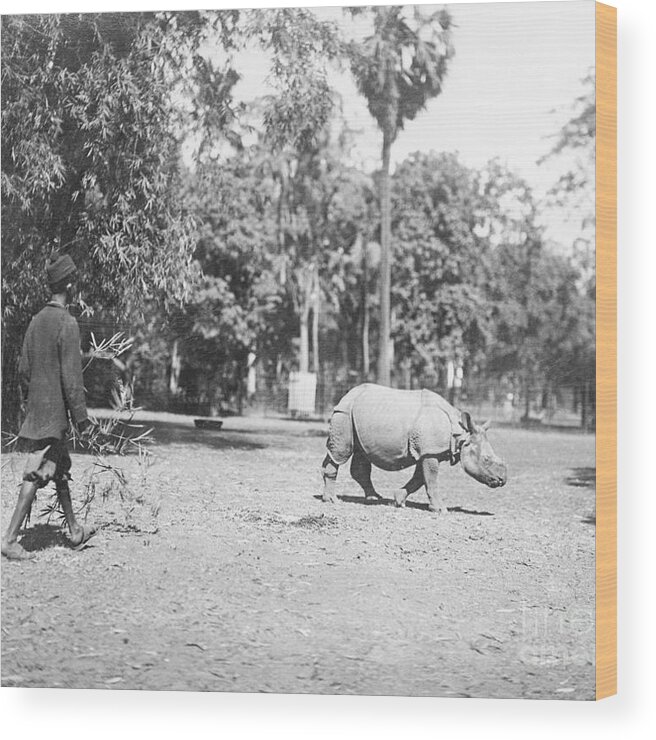 People Wood Print featuring the photograph Man Attempting To Catch A Rhinoceros by Bettmann