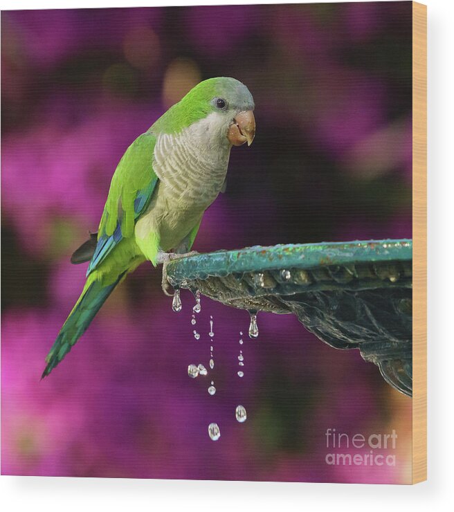 American Wood Print featuring the photograph Monk Parakeet and Iron Fountain by Pablo Avanzini