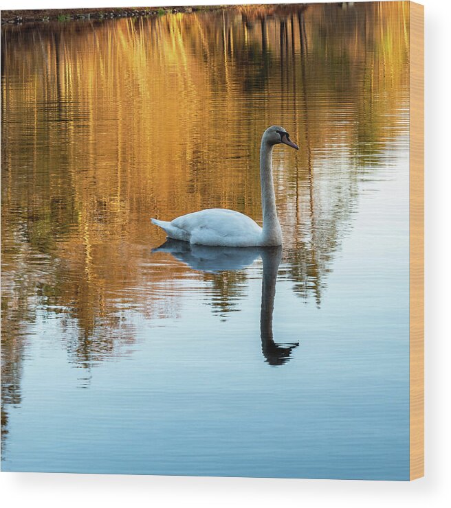 Nature Wood Print featuring the photograph Morning Swan by William Bretton