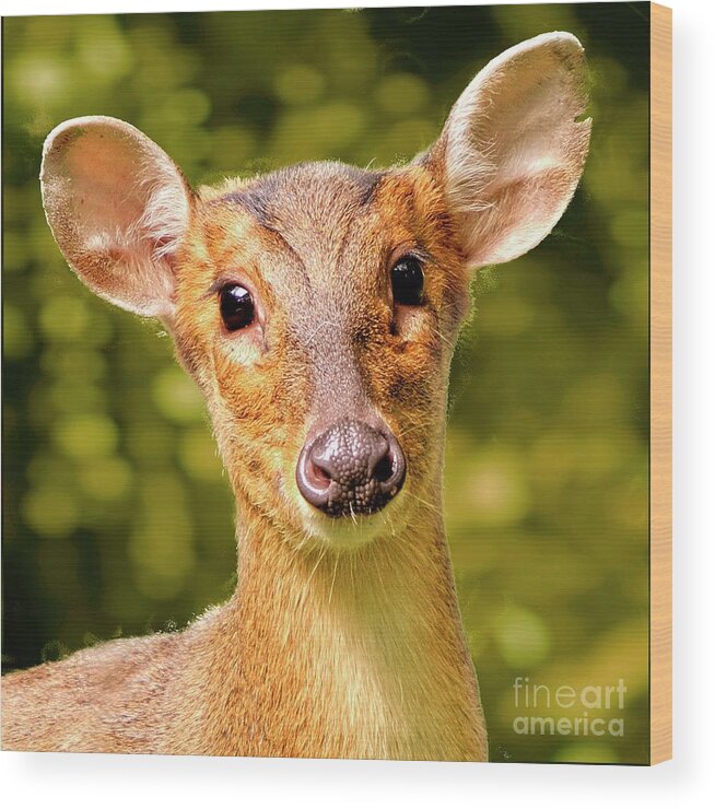 Muntjac Wood Print featuring the photograph Muntjac Deer by Martyn Arnold