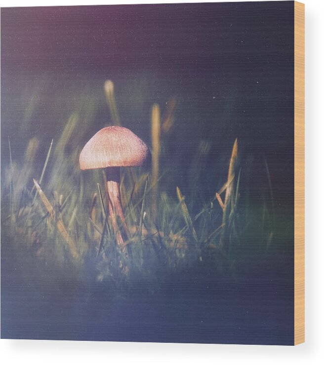 Mushroom Wood Print featuring the photograph Mushroom Night by Jaroslav Buna