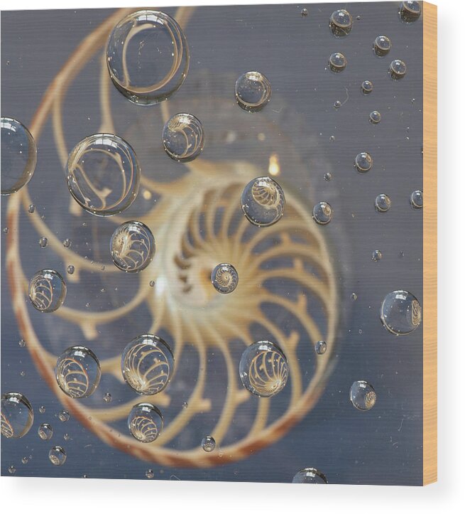 Nautilus Shell Wood Print featuring the photograph Nautilus Shell by Minnie Gallman