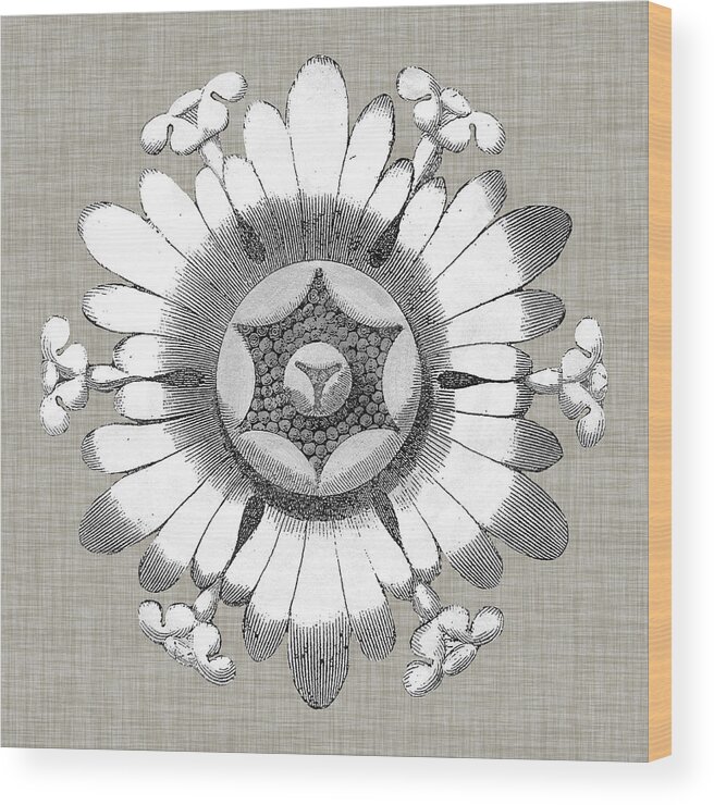 Decorative Elements Wood Print featuring the painting Neutral Rosette Detail V by Vision Studio