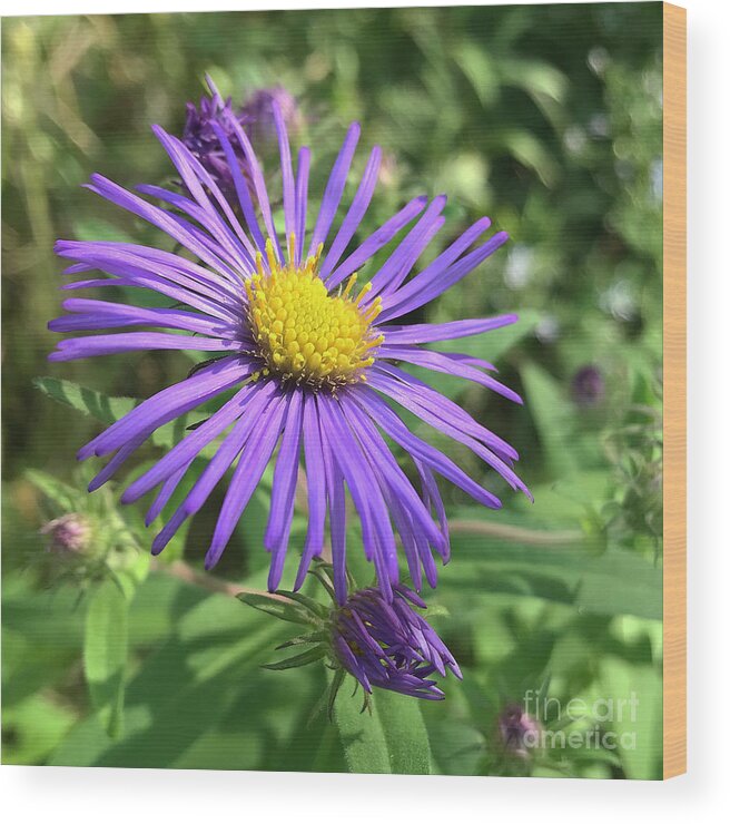 New England Aster Wood Print featuring the photograph New England Aster 1 by Amy E Fraser