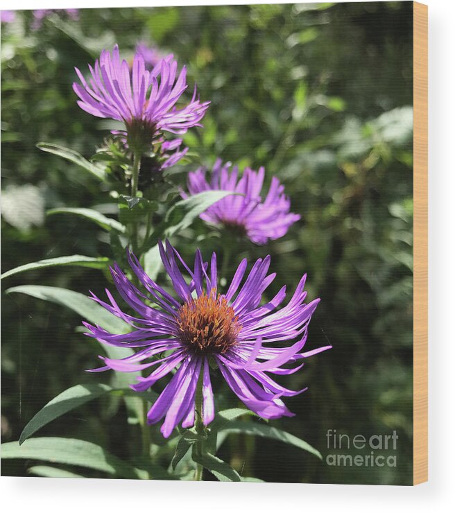 New England Aster Wood Print featuring the photograph New England Aster 12 by Amy E Fraser