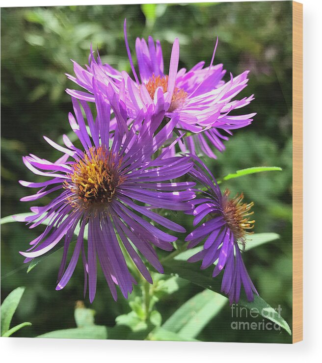 New England Aster Wood Print featuring the photograph New England Aster 8 by Amy E Fraser