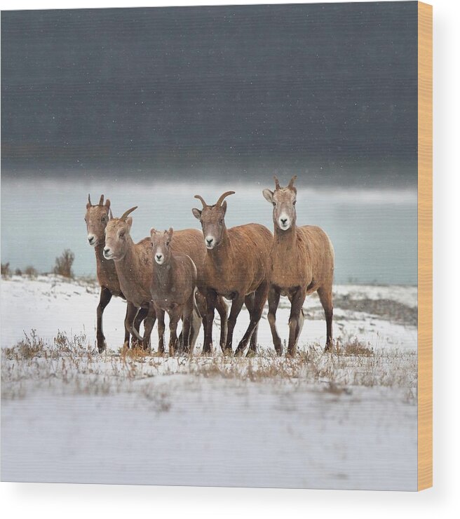 Outdoors Wood Print featuring the photograph Nordegg, Alberta, Canada by Design Pics / Richard Wear