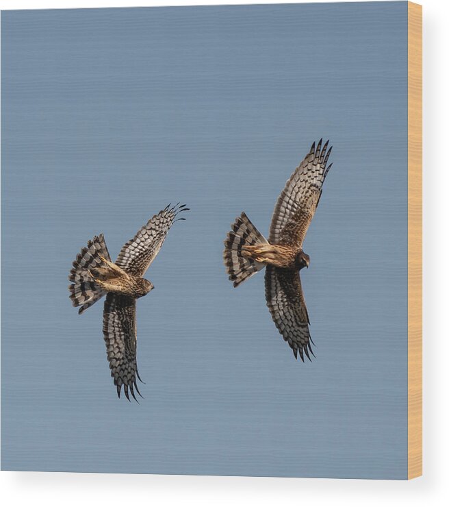 Harrier Wood Print featuring the photograph Northern Harriers 6 by Douglas Killourie