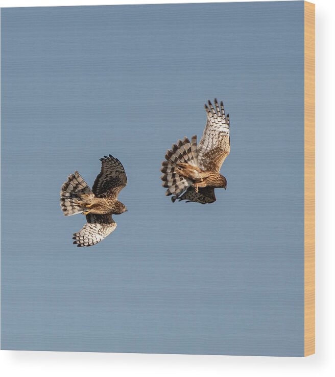 Harrier Wood Print featuring the photograph Northern Harriers 7 by Douglas Killourie