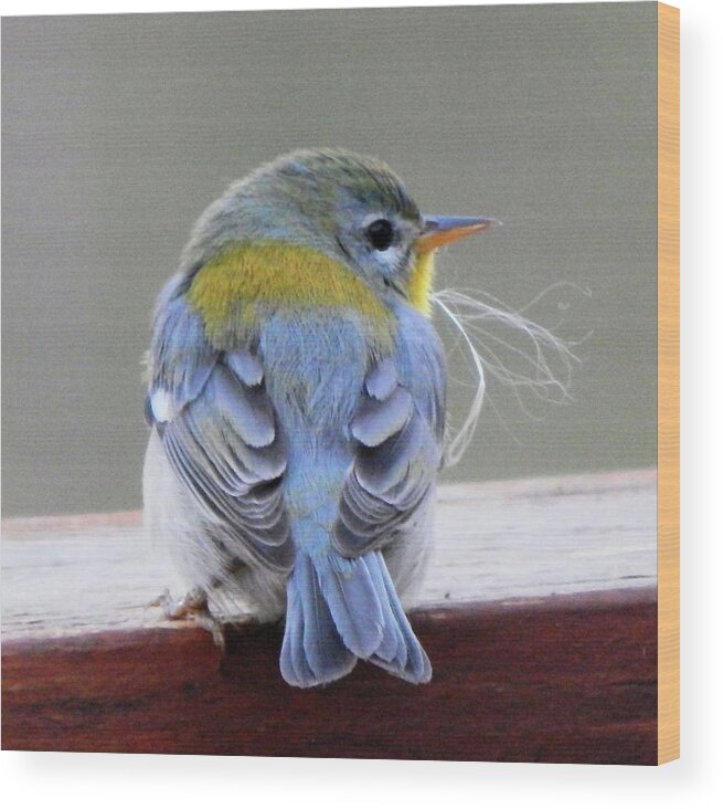 Birds Wood Print featuring the photograph Northern Parula I by Karen Stansberry