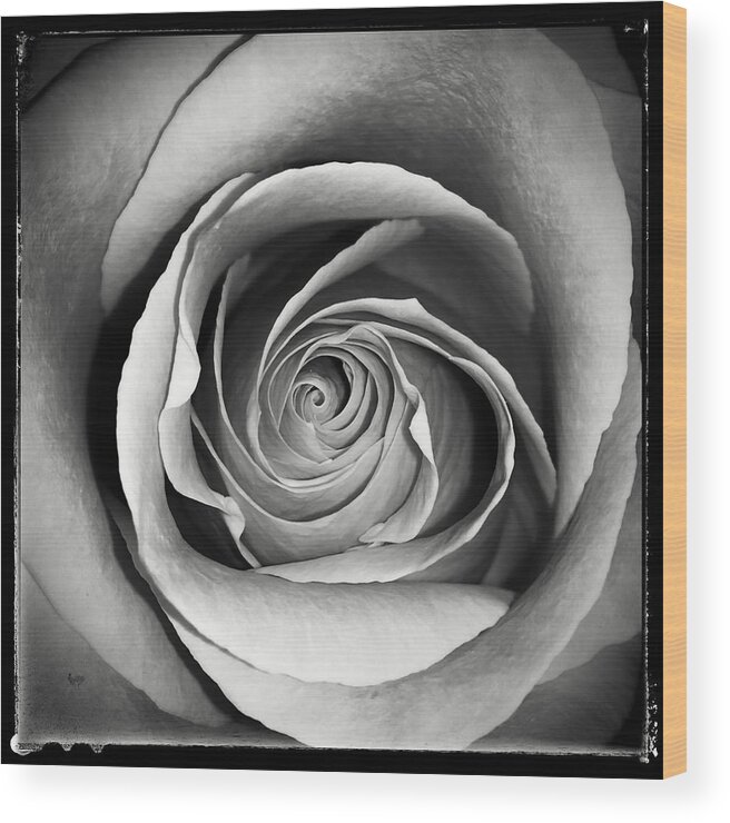 Rose Wood Print featuring the photograph Old Rose by Nathan Little