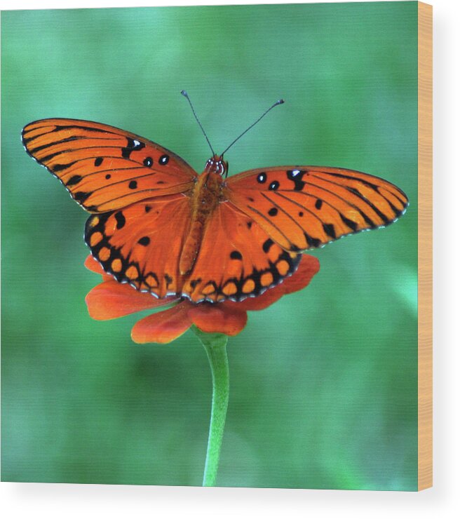 Animal Themes Wood Print featuring the photograph Orange Crush by Martha Catherine Ivey