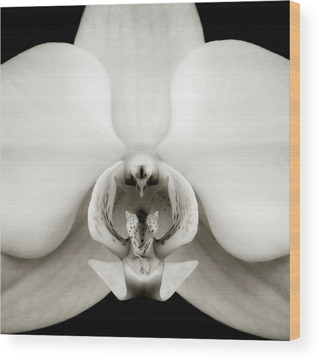 Orchid Wood Print featuring the photograph Orchid by Dave Bowman