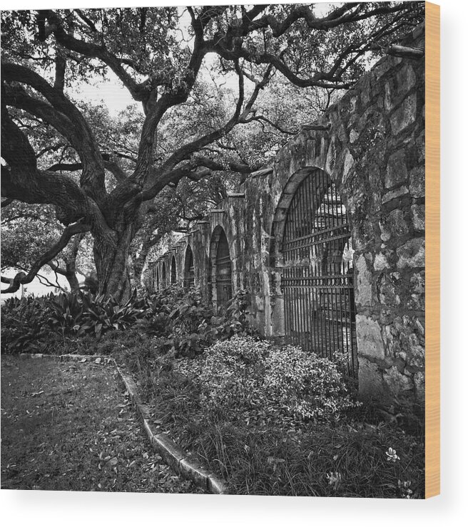 Tree Wood Print featuring the photograph Outside the Alamo by George Taylor