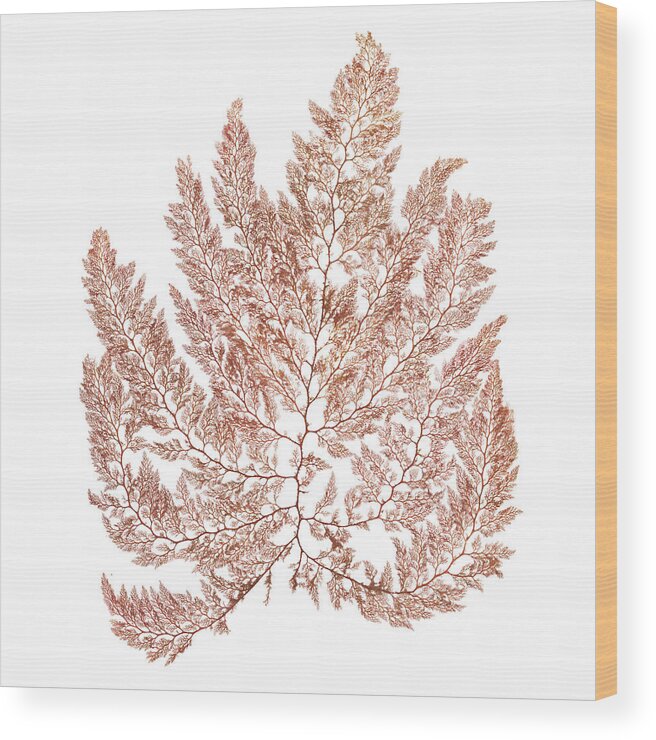 Beach Wood Print featuring the painting Pacific Sea Mosses Xiv White Sq by Wild Apple Portfolio