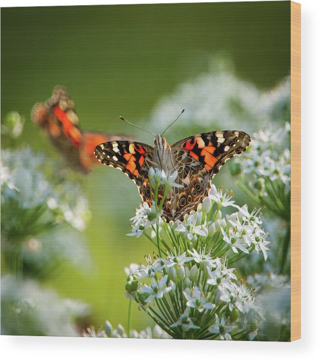 Painted Lady Wood Print featuring the photograph Painted Ladies by Jeff Phillippi