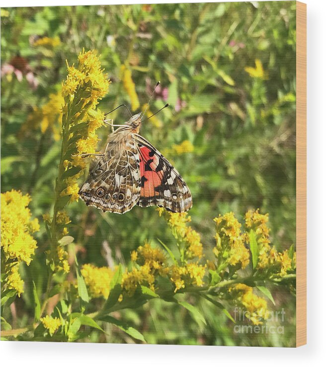 Painted Lady Wood Print featuring the photograph Painted Lady and Goldenrod 5 by Amy E Fraser