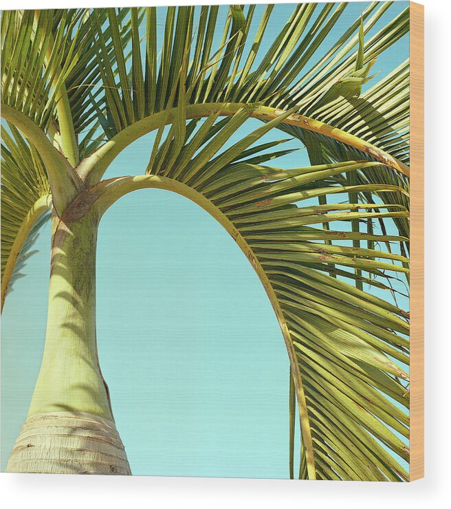 Scenics Wood Print featuring the photograph Palm Tree Detail. Ravenea Rivularis by Jon Shireman