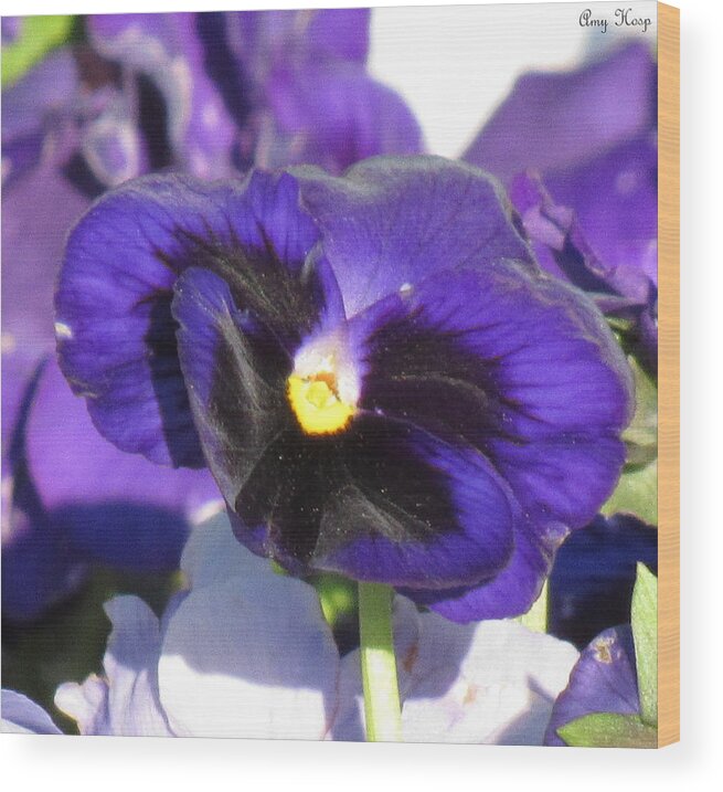 Flower Wood Print featuring the photograph Pansy by Amy Hosp
