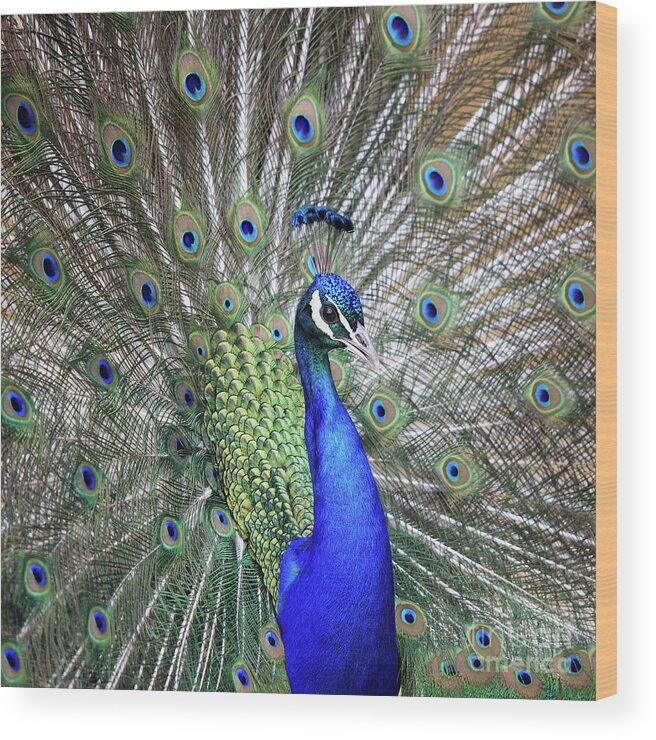 Peacock Wood Print featuring the photograph Peacock Portrait by Maria Gaellman