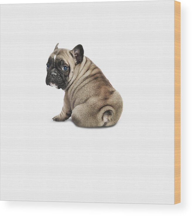 Pets Wood Print featuring the photograph Pedigree French Bulldog Against A White by Andrew Bret Wallis