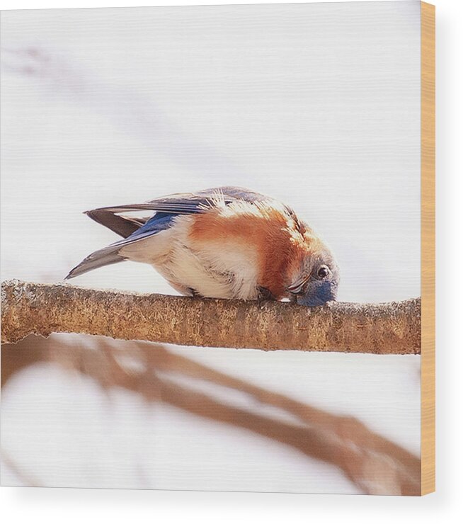 Blue Bird Wood Print featuring the photograph Peek-a-Boo Blue Bird by Lara Ellis