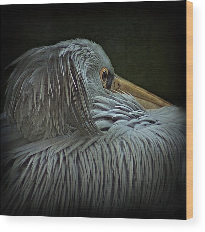 Animal Themes Wood Print featuring the photograph Pelican by Bob Van Den Berg Photography