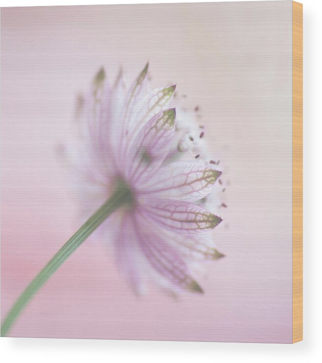 Apiaceae Wood Print featuring the photograph Pink Astrantia by Jill Ferry