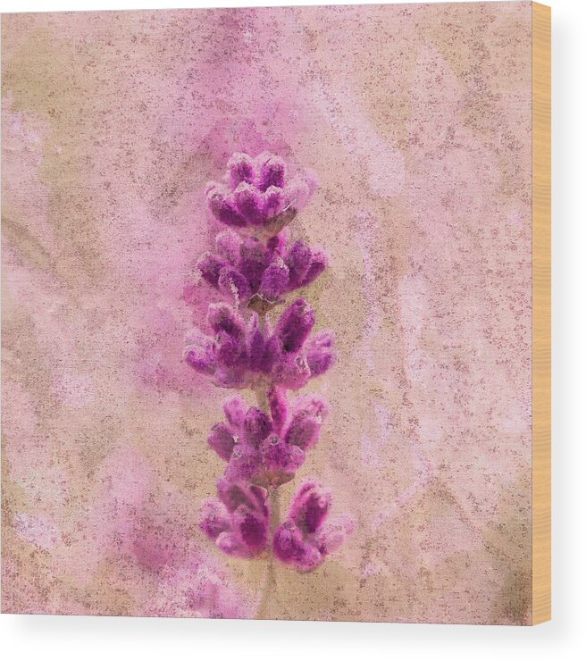 Flower Wood Print featuring the photograph Pink Beauty by Tanya C Smith