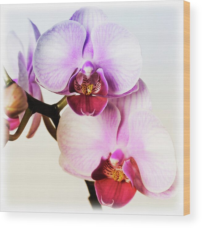Pink Orchid Close Up 02 Wood Print featuring the photograph Pink Orchid Close Up 02 by Tom Quartermaine