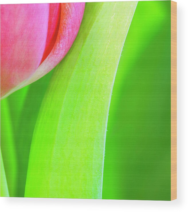 Tulip Wood Print featuring the photograph Pink Tulip Abstract i by Marianne Campolongo