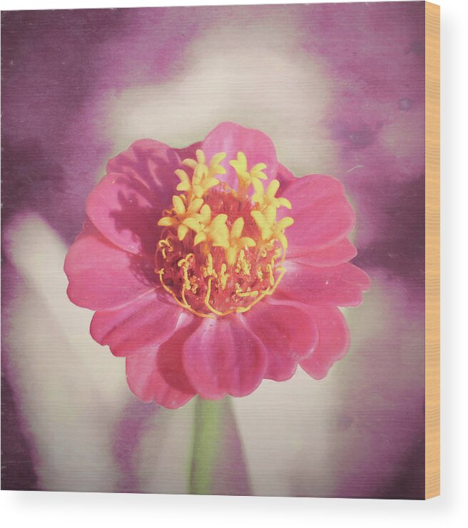 Zinnia Wood Print featuring the photograph Pink Zinnia Isolated by Jason Fink