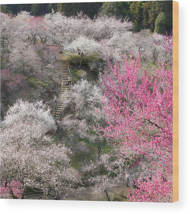 Tranquility Wood Print featuring the photograph Plum Blossoms by Kuroaya