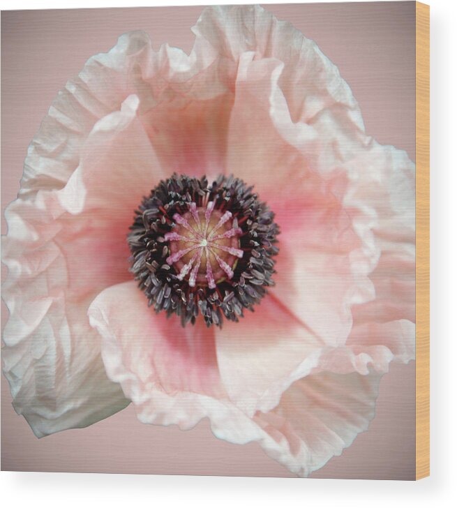 Petal Wood Print featuring the photograph Poppy by Brianhaslam