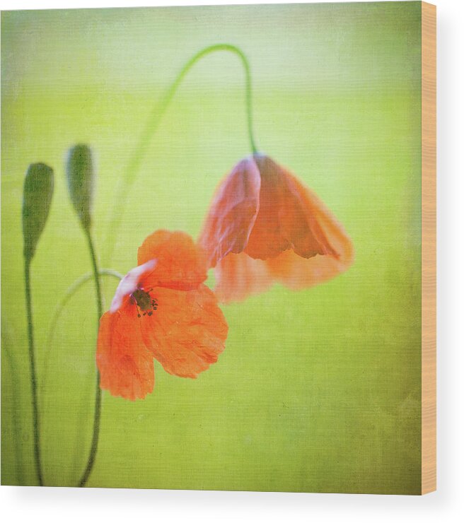 Outdoors Wood Print featuring the photograph Poppy by Peter Chadwick Lrps
