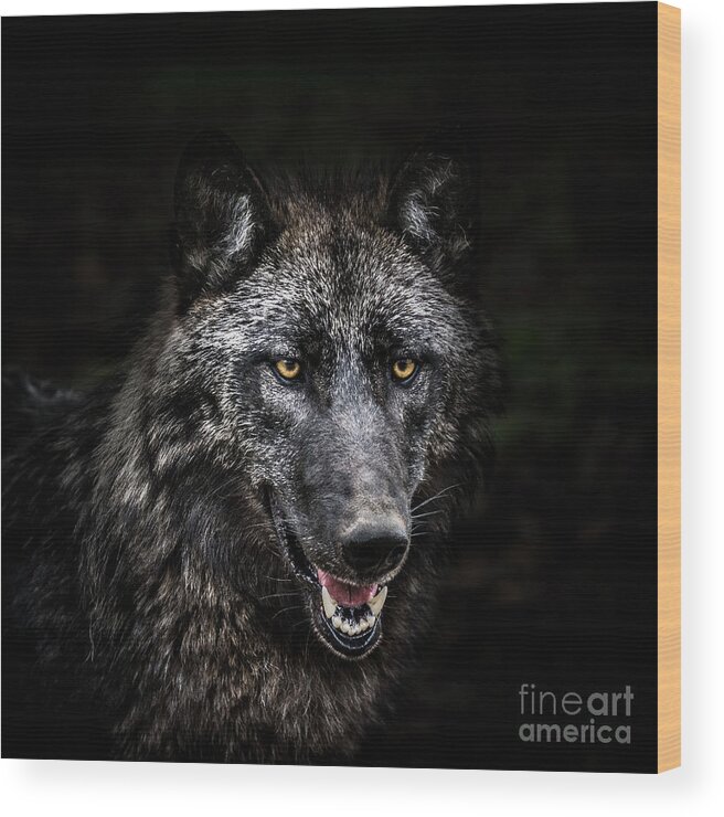 Animal Nose Wood Print featuring the photograph Portrait Of Wolf In Forest by Zocha k