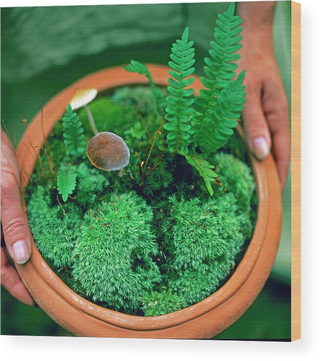People Wood Print featuring the photograph Potted Moss by Richard Felber