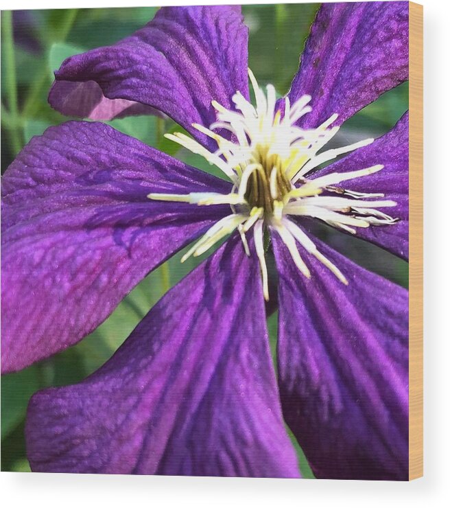 Summer Wood Print featuring the photograph Purple Clematis by Jori Reijonen