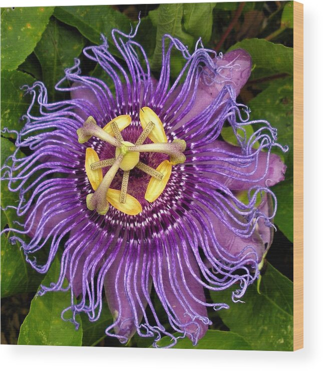 Passion Wood Print featuring the photograph Purple Passion by Margaret Zabor