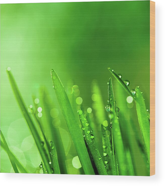 Grass Wood Print featuring the photograph Raindrops On Blades Of Grass by Pawel.gaul