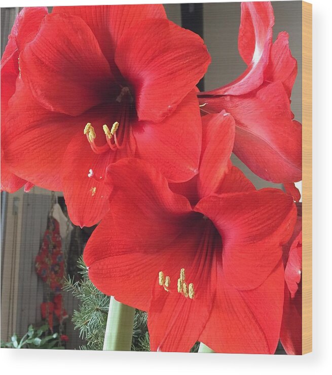 Amaryllis Wood Print featuring the photograph Red Amaryllis by Sharon Duguay
