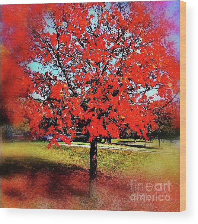 Landscape Wood Print featuring the photograph Red Leaves And Shadows by Frank J Casella