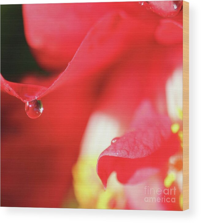 Red Wood Print featuring the photograph Red Passion #3 by Tracey Lee Cassin