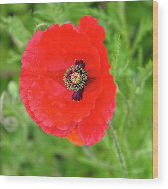 Red Poppy Wood Print featuring the photograph Red Poppy Square by Marianne Campolongo