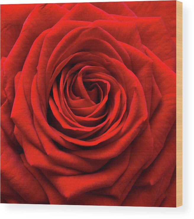 Rose Colored Wood Print featuring the photograph Red Rose by Anthony Dawson